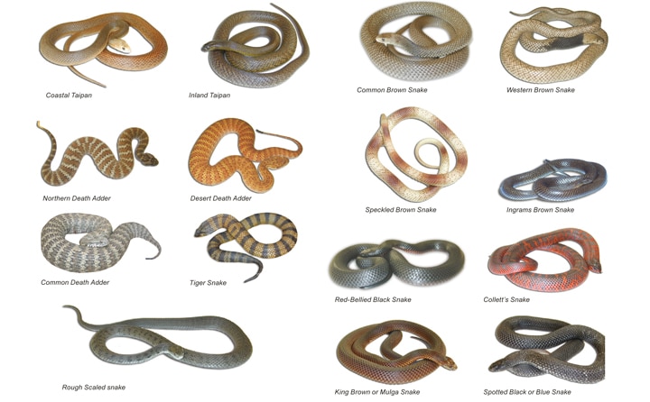 Snakes In Australia Everything You Need To Know